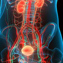 3D Illustration of Human Urinary System Kidneys with Bladder 
