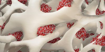 3D illustration of bone marrow with pluripotent hematopoietic cells.