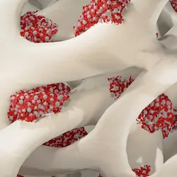 3D illustration of bone marrow with pluripotent hematopoietic cells.
