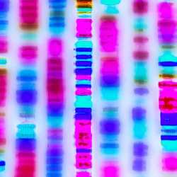 Graphic representation of bands of DNA sequence on a gel.
