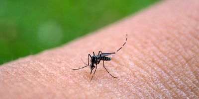 An Aedes aegypti mosquito bites and feeds on blood on a person's skin.