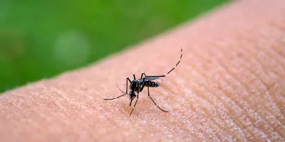 An Aedes aegypti mosquito bites and feeds on blood on a person's skin.
