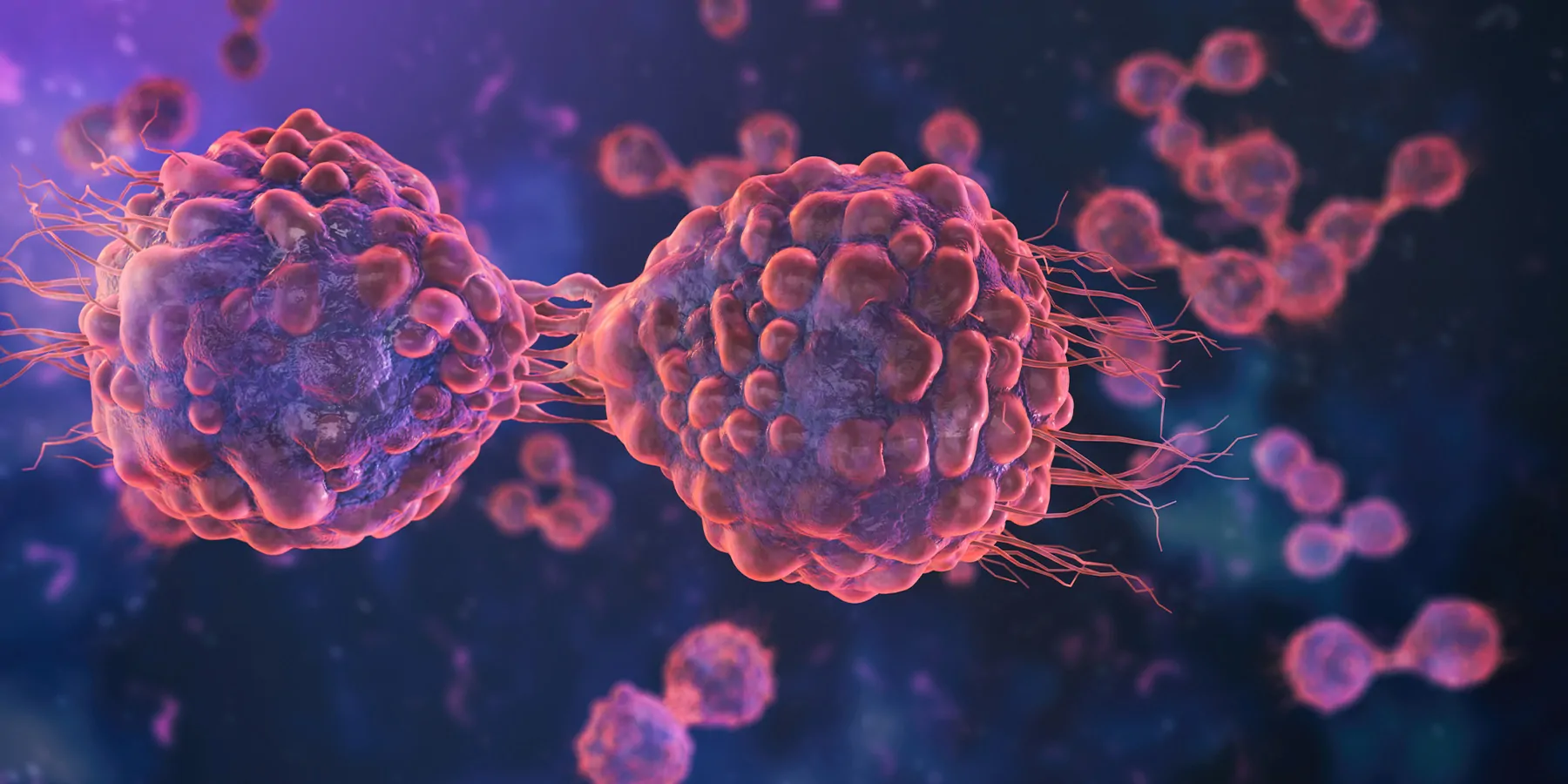 3D illustration of cancer cells dividing.