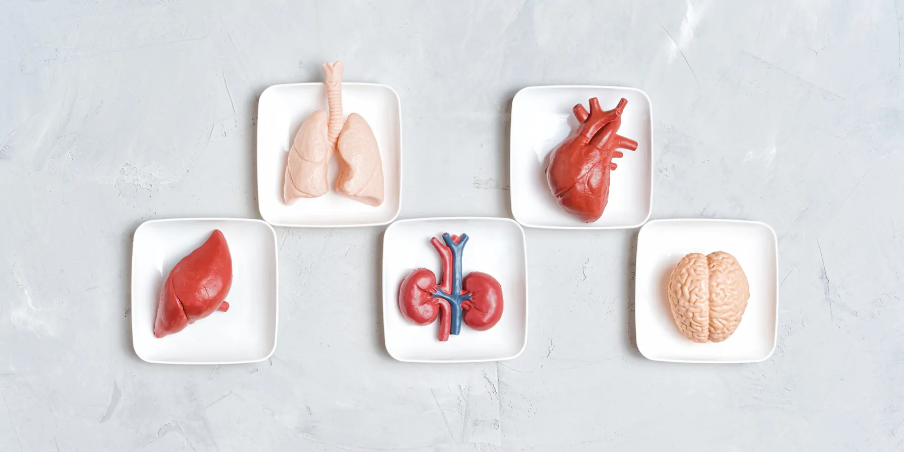 Human body organs, lungs, heart, liver, kidneys, and brain, in small white trays isolated on a gray background.