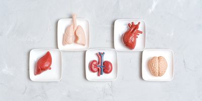 Human body organs, lungs, heart, liver, kidneys, and brain, in small white trays isolated on a gray background.