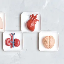 Human body organs, lungs, heart, liver, kidneys, and brain, in small white trays isolated on a gray background.