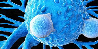 A T cell attacks a cancer cell by binding to specific receptors on the cell surface.