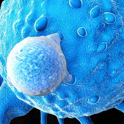 A T cell attacks a cancer cell by binding to specific receptors on the cell surface.