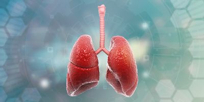Computer image of human lungs and trachea