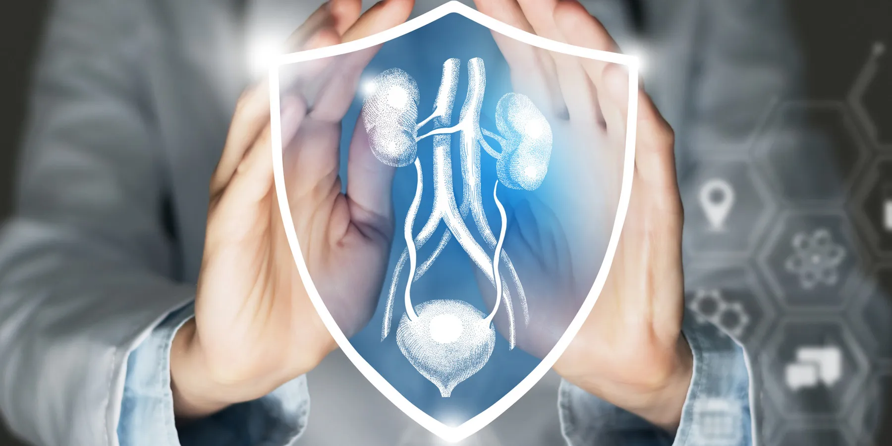 A clinician cups a virtual image of the kidneys and the human urinary system, symbolic of protecting them.