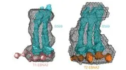 Solution Structures of the Two Strains of EBV