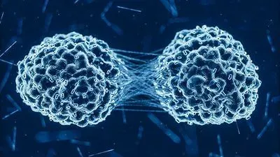 cancer cell dividing