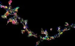 The Signaling Protein Fyn in Living Brain Cells