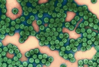 New Test Enhances Ability to Predict Risk of Developing Cervical Cancer in Human Papillomavirus