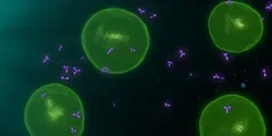 T-Cells