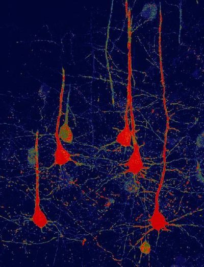 Neurons Converted from Glial Cells