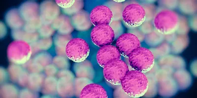 MRSA bacteria