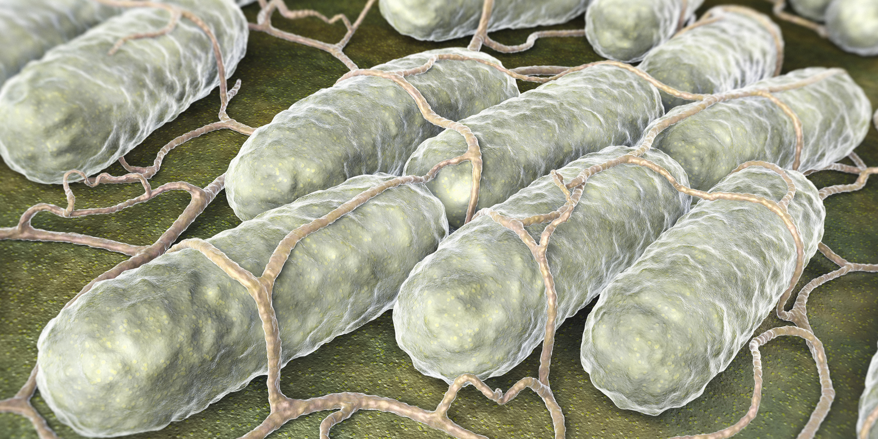 Salmonella bacteria