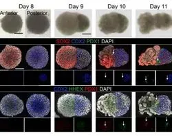 These confocal microscope images depict the key moments that gut organoids begin to take shape