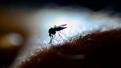 Better Access to Reagents Is Needed for Neglected Tropical Disease Research