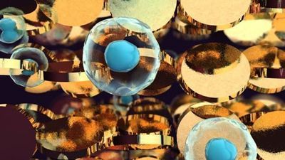 Texas A&amp;M Team Develops New Way to Grow Blood Vessels