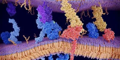 PD-1 on T-cell
