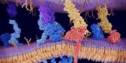 PD-1 on T-cell
