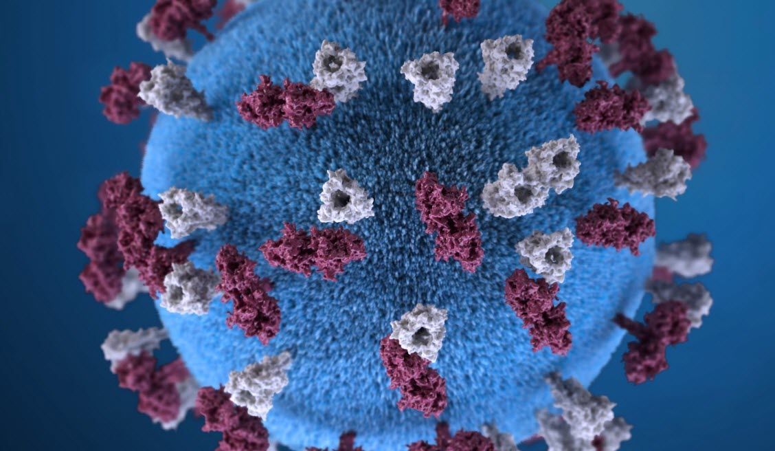 How measles wipes out the body's immune memory