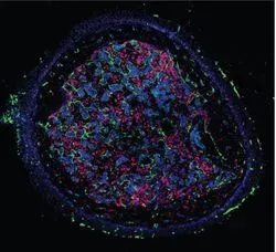 Bone Marrow Vascular Network and Hematopoietic Production