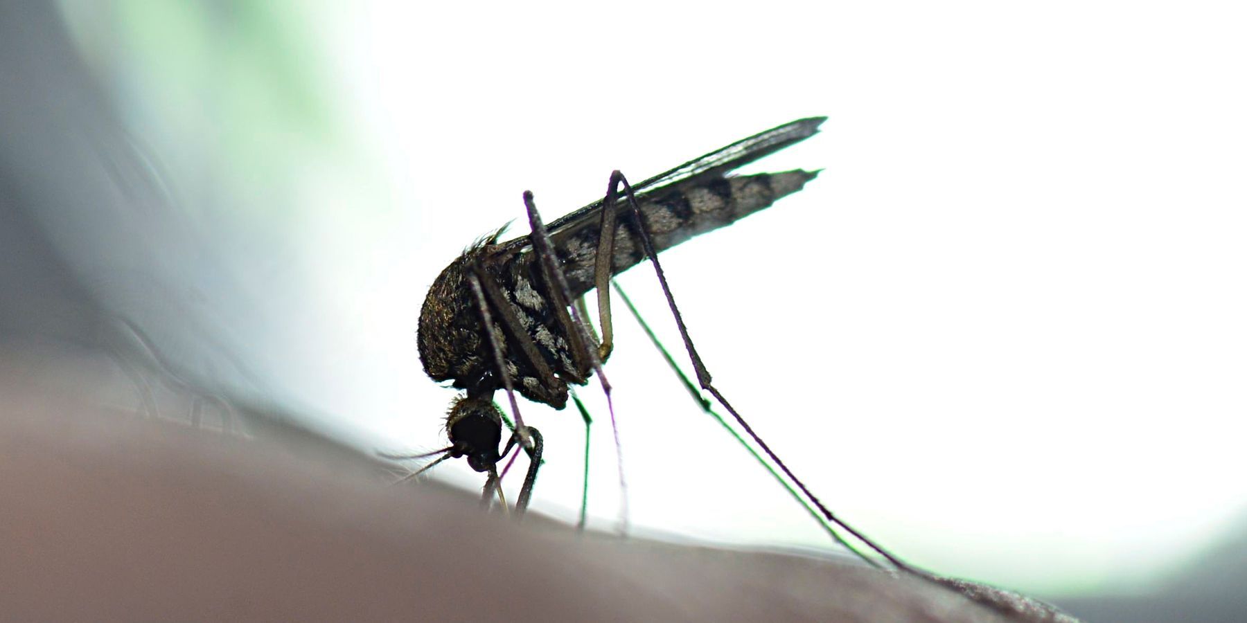 Dengue virus transmitted by mosquito