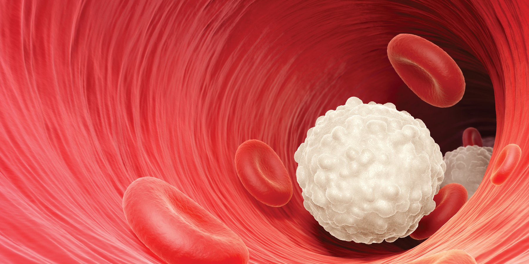 white blood cells white blood cells