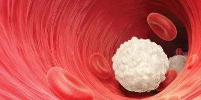 white blood cells