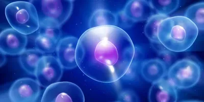 cell imaging