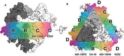 Rare Antibodies Show Scientists How to Neutralize the Many Types of Ebola