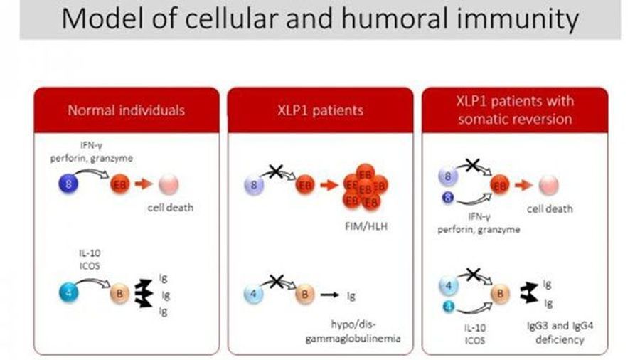 Normal Cell Protection Small Populations of Normal Cells Affect Immunity in Patients with XLP1 ...