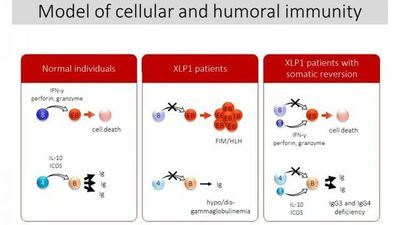 Small Populations of Normal Cells Affect Immunity in Patients with XLP1