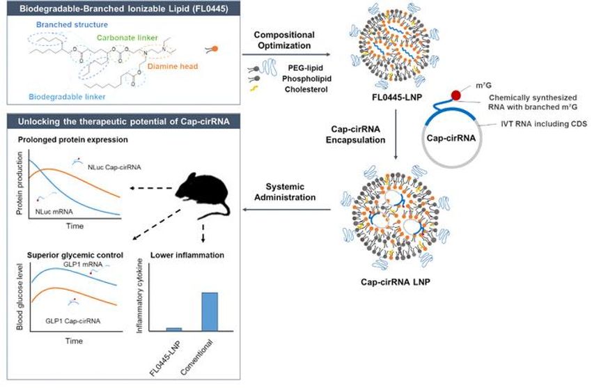 Newly developed lipid nanoparticle FL0445-LNP’s branched structure can carry both mRNA, and more durable Cap-cirRNA therapeutics while generating lower inflammatory response when administered in mice.