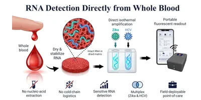 Point-of-care testing for Zika virus and HCV using dried blood samples.