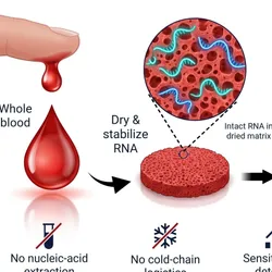 Point-of-care testing for Zika virus and HCV using dried blood samples.