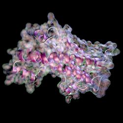 A 3D ribbon model of a human protein molecule.