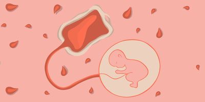 A vector illustration of storing umbilical cord blood cells.