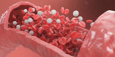 3D illustration of blood components (RBCs and WBCs) flowing through a blood vessel.