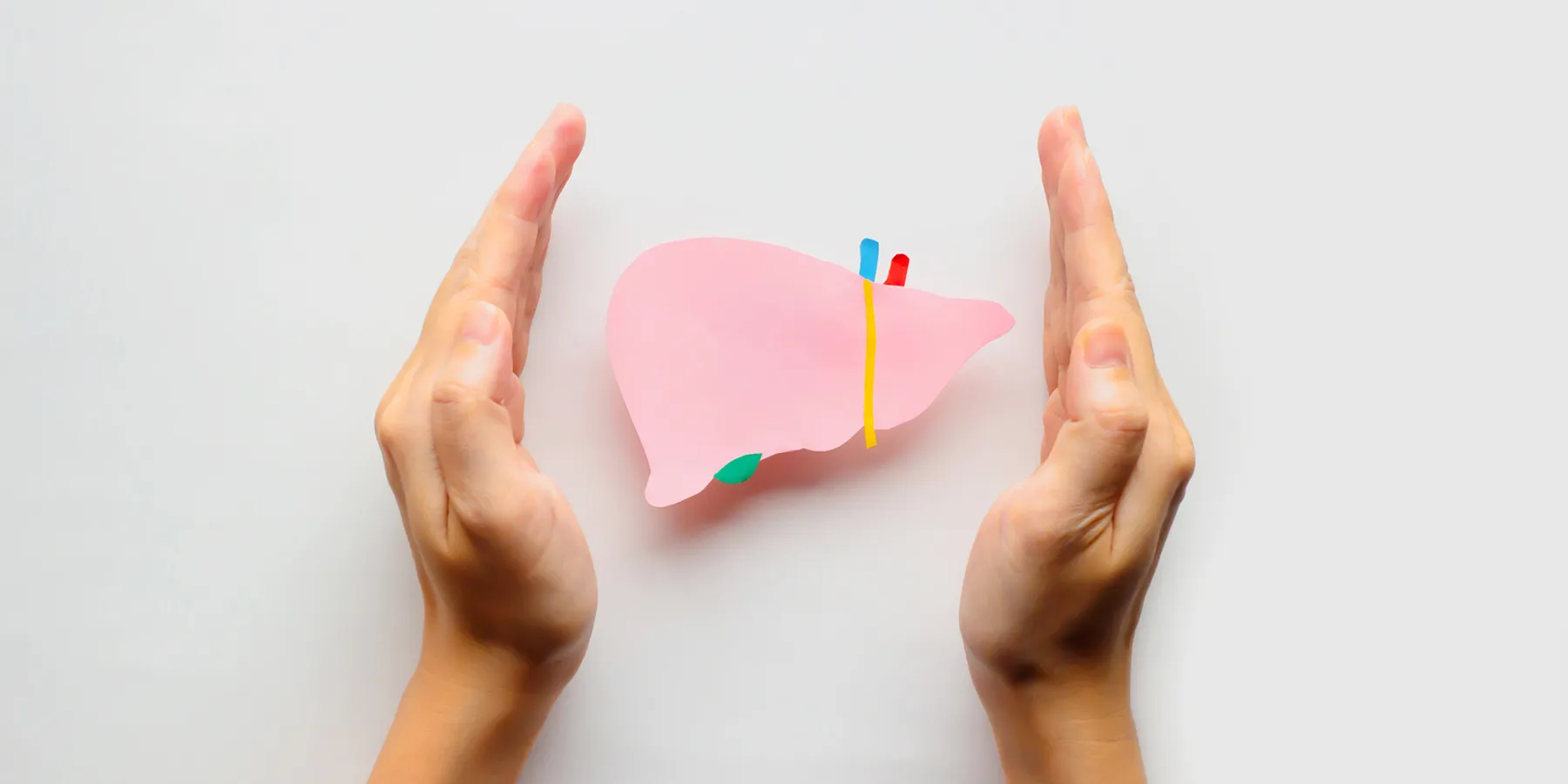 A model of a human liver is placed between a pair of hands, protecting it.