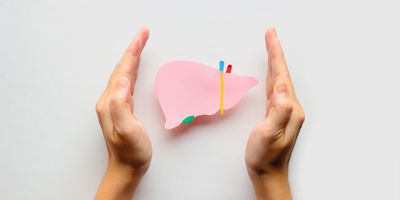 A model of a human liver is placed between a pair of hands, protecting it.