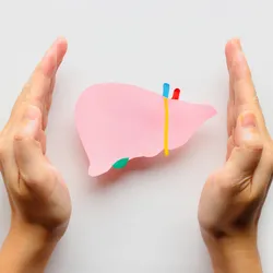 A model of a human liver is placed between a pair of hands, protecting it.