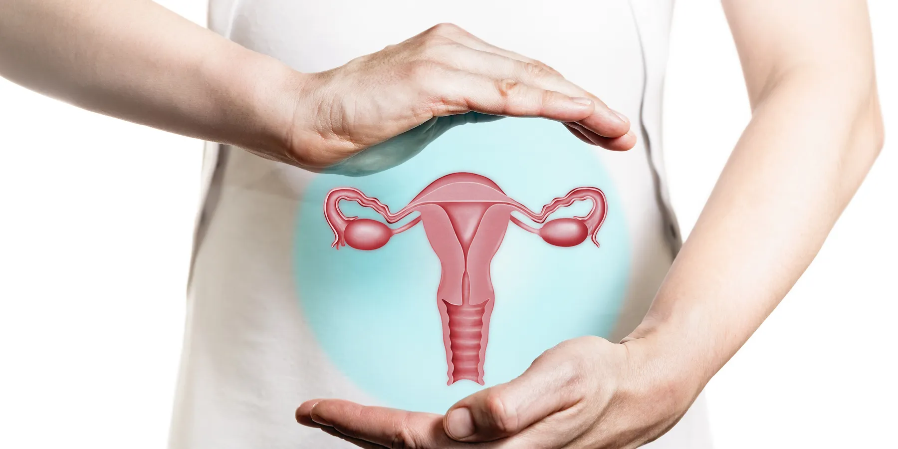 A person cups both hands above and below a vector illustration of a female reproductive system.