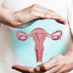A person cups both hands above and below a vector illustration of a female reproductive system.