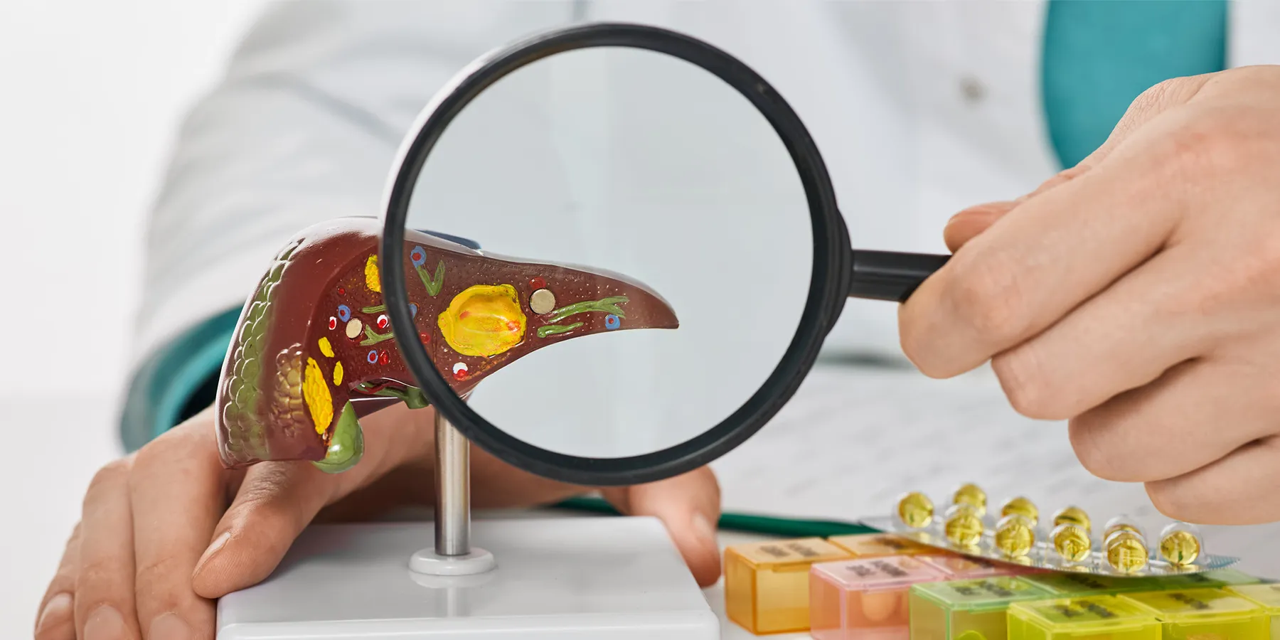 A clinician holds a magnifying lens before an anatomical model of a human liver to explain treatment for liver diseases.