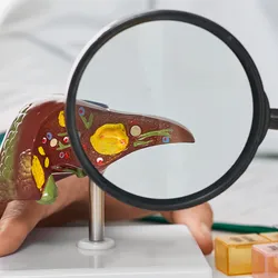 A clinician holds a magnifying lens before an anatomical model of a human liver to explain treatment for liver diseases.