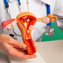 A closeup of a clinician pointing to a 3D, plastic model of the uterus and ovaries.